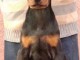 Dobermann chiots à vendre