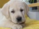 chiots labrador retriever disponible de suite