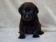 chiots labrador retriever disponible de suite