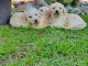 Goldendoodle chiots à vendre