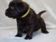 chiots labrador retriever disponible de suite