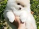 Adorable chiots Spitz nain 