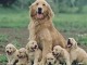 Chiots d’apparence goldens Retrievers 