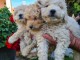 Labradoodle chiots à vendre