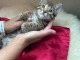 Adorable petit chaton bengal 
