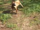 Berger Belge Malinois chiots