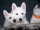 Berger Blanc Suisse chiots