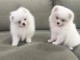 Chiots spitz nain lof disponible pour noël