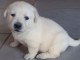 Magnifiques Chiot labradors a donner