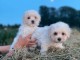 Chiot coton de tulear LOF a donner