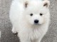 Chiots samoyede  a donner