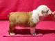 chiot bulldog anglais lof a donner