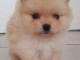 chiot Spitz allemand a donner