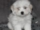 chiot Bichon Maltais LOF a donner