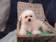 magnifique chiot bichon frise a adopter