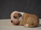 chiot américain staffordshire terrier a adopter