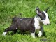 Chiot Bull Terrier a donner