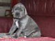 chiot dogue allemand a donner