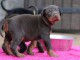 Magnifique chiots dobermann a donner