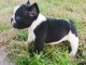 Chiot Bouledogue Français lof a donner