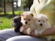 Nos adorables chiots spitz nain