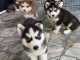 Adorables chiots Husky sibérien 
