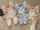 Superbes chatons Maine coon 