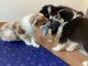 Magnifiques chiots bergers australiens disponibles 