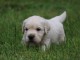 chiots golden retriever a donner