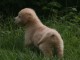 chiots golden retriever a donner