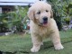 chiots golden retriever a donner