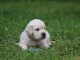 chiots golden retriever a donner