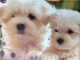 Magnifique bichon maltais