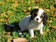 Chiots Cavaliers King Charles a donner