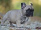 Chiot Bouledogue Français lof a donner