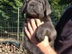 chiots cane corso lof a donner