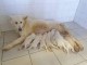 chiot berger blanc suisse trois mois