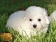 chiot bichon frise trois mois