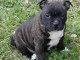 chiot American staffordshire terrier