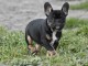 chiot bouledogue fancais