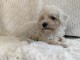 Caniche nain chiots à vendre