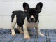 chiot bouledogue fancais