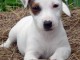 Adorable Jack Russel en Adoption