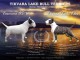 Bull terrier chiots à vendre