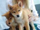 Shiba Inu chiots à vendre