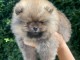 Adorable chiots Spitz nain 