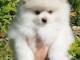 Adorable chiots Spitz nain 