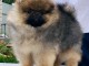 Adorable chiots Spitz nain 