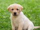 Magnifiques Chiots Labrador retriever 