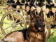 Chiots Berger allemands en adoption 